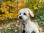 Photo Shih-Poo