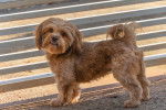Un Shih-Poo en promenade dehors