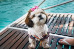 Photo Shih-Poo
