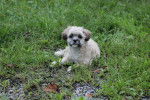 Photo Shih-Poo