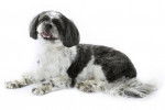 Un Shih-Poo en position statique sur fond blanc