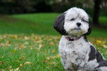 Un Shih-Poo aux yeux vairons