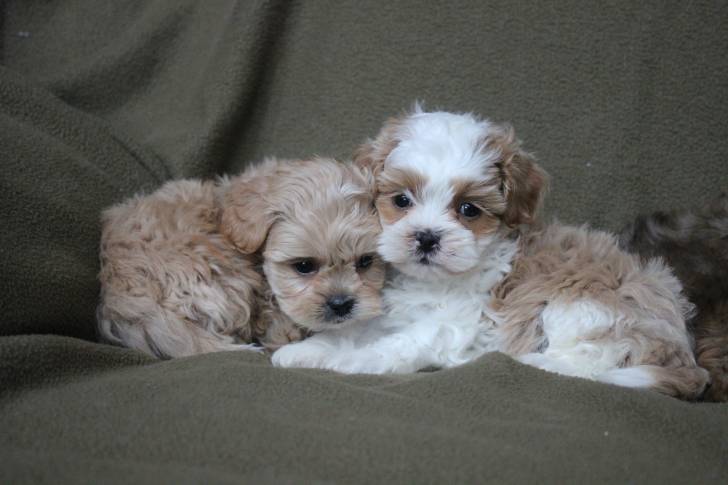 Des Shih-Poo allongés côte à côte