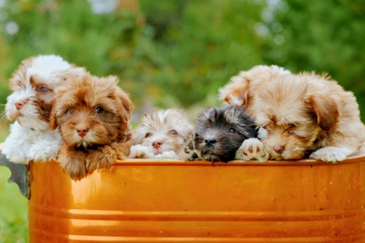 Une portée de Shih-Poo dans un tonneau métallique 