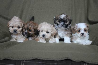 Une portée de Shih-Poo allongés sur un canapé