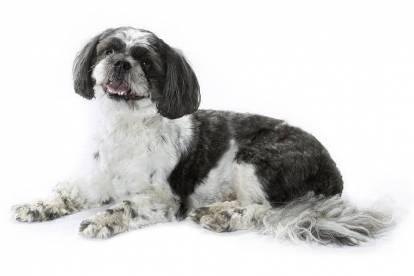 Un Shih-Poo en position statique sur fond blanc