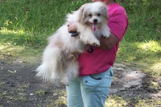 Butchok - Shih-Poo Mâle