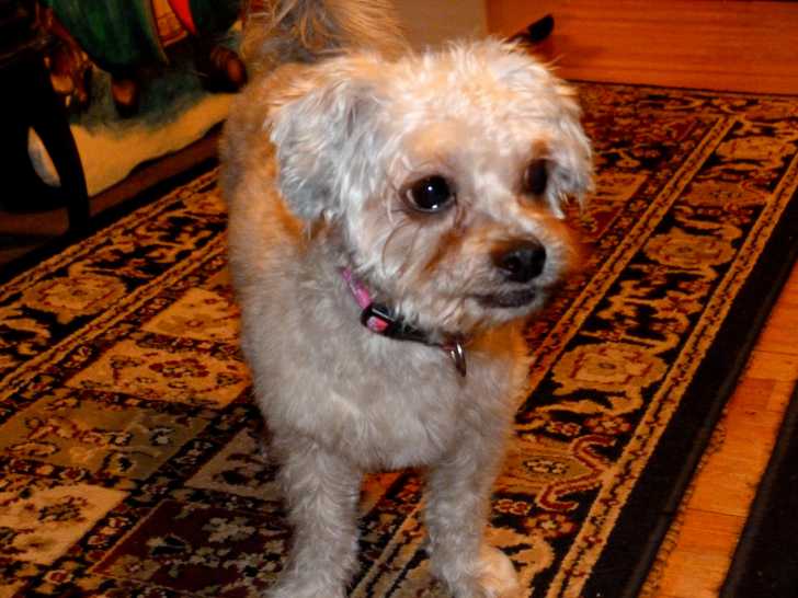 Photo Shih-Poo