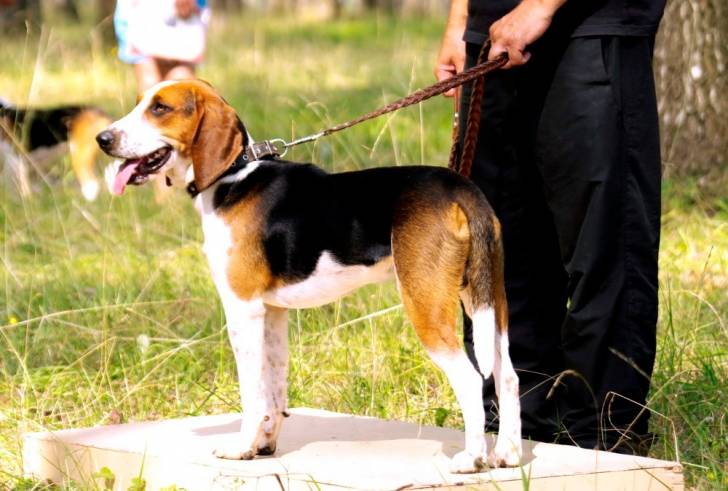 Photo Chien Courant d'Estonie