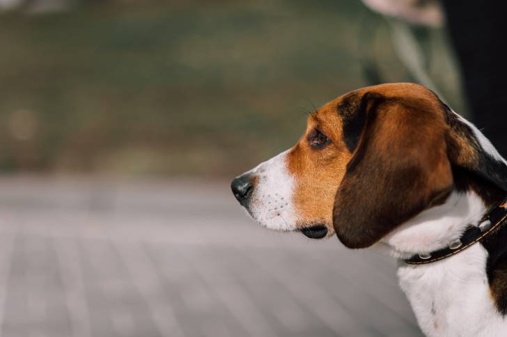 Photo Chien Courant d'Estonie