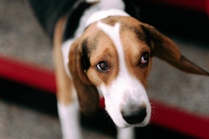 Photo Chien Courant d'Estonie