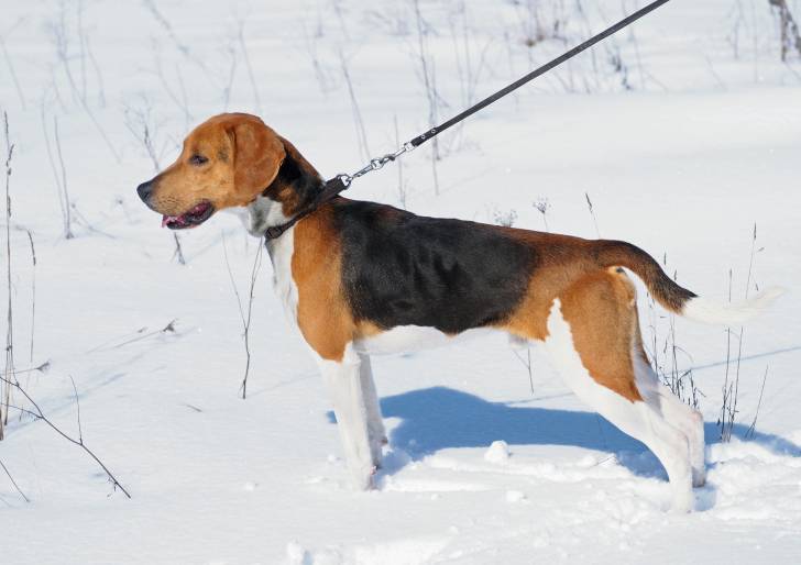 Photo Chien Courant d'Estonie