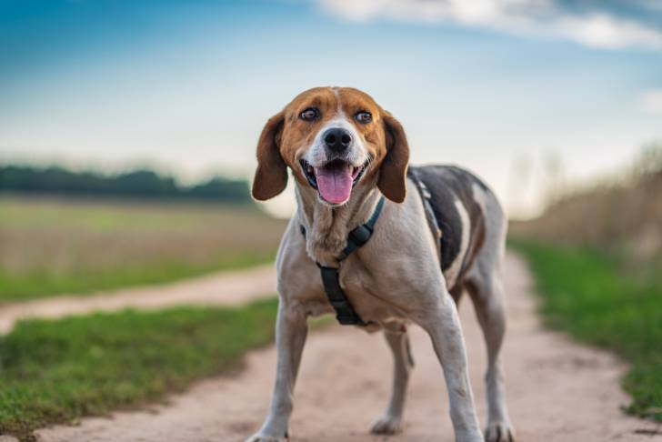 Photo Chien Courant d'Estonie