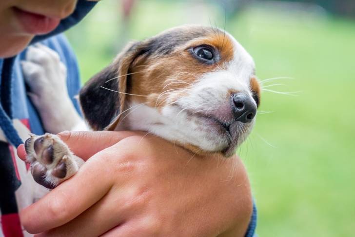 Photo Chien Courant d'Estonie
