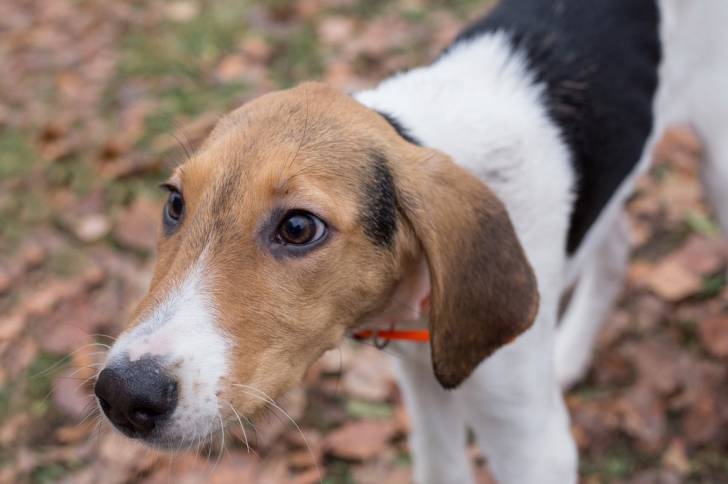 Photo Chien Courant d'Estonie