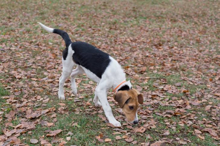 Photo Chien Courant d'Estonie