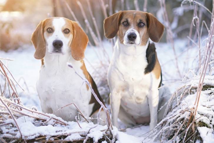 Photo Chien Courant d'Estonie