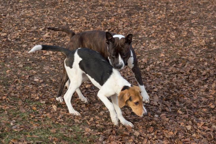 Photo Chien Courant d'Estonie