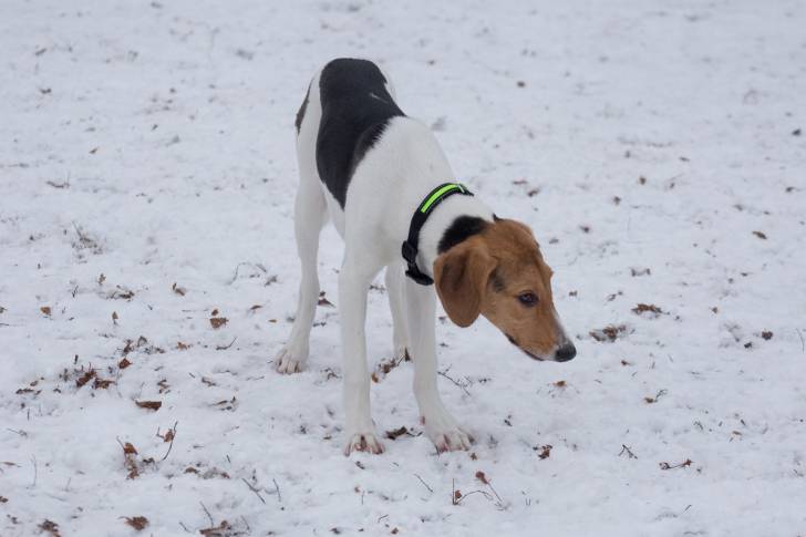Photo Chien Courant d'Estonie
