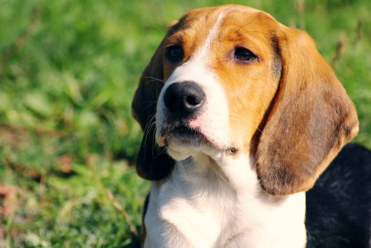 Photo Chien Courant d'Estonie