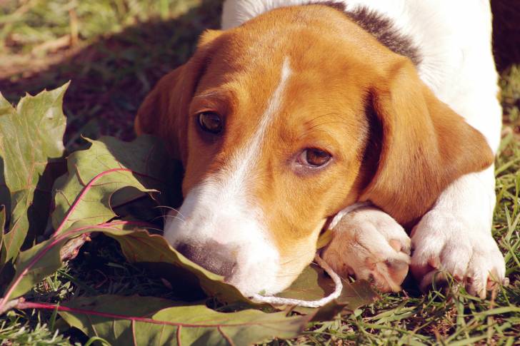 Photo Chien Courant d'Estonie