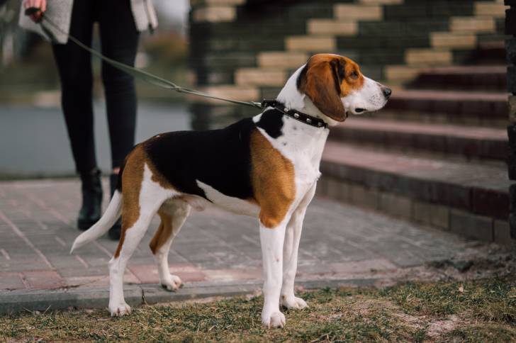 Photo Chien Courant d'Estonie