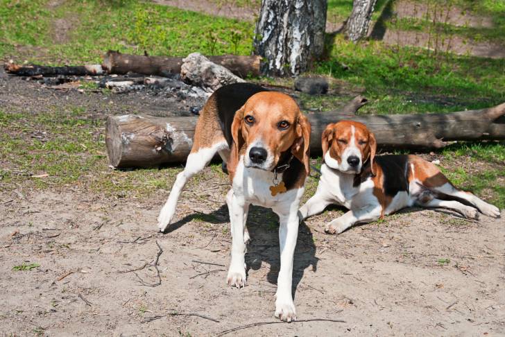 Photo Chien Courant d'Estonie