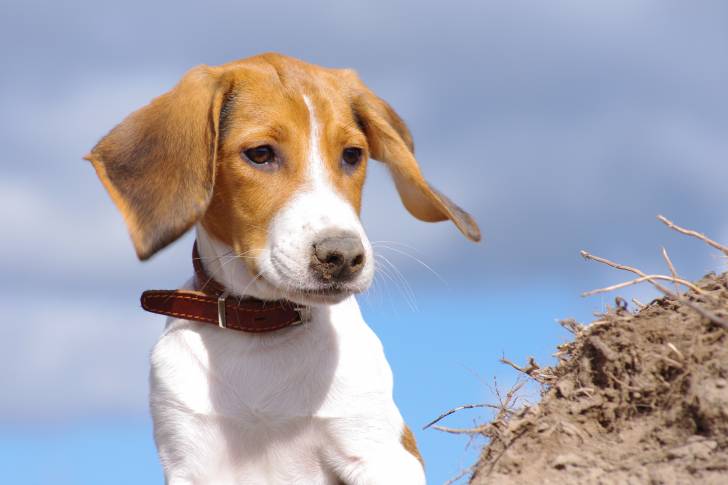 Photo Chien Courant d'Estonie