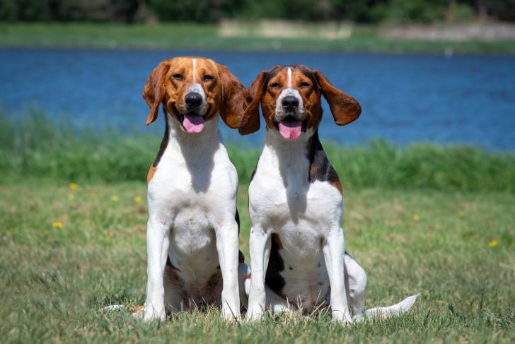 Photo Chien Courant d'Estonie