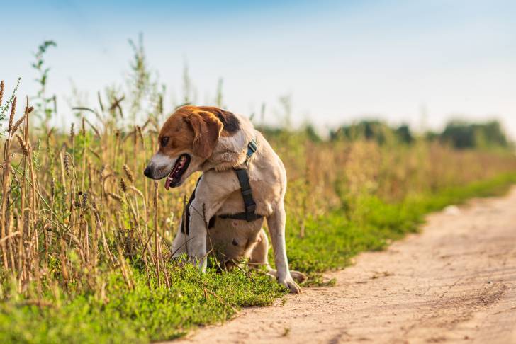 Photo Chien Courant d'Estonie