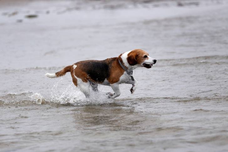 Photo Chien Courant d'Estonie