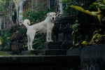 Photo Chien de Bali