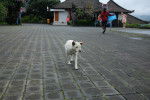 Photo Chien de Bali