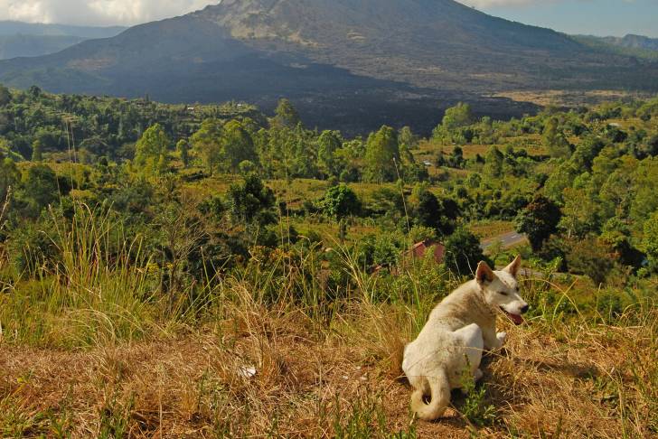 Photo Chien de Bali