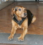 Photo Segugio Maremmano