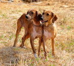 Photo Segugio Maremmano