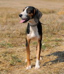 Photo Segugio Maremmano