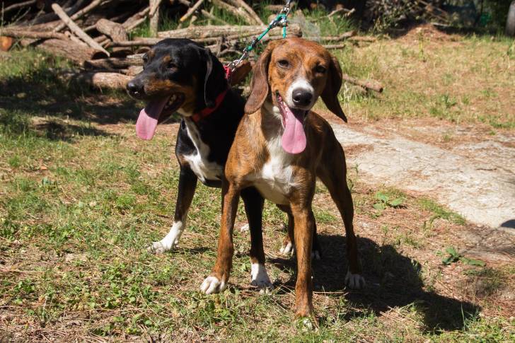 Photo Segugio Maremmano