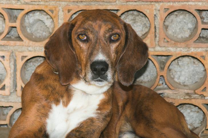 Photo Segugio Maremmano