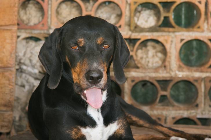 Photo Segugio Maremmano