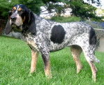 Photo Bluetick Coonhound