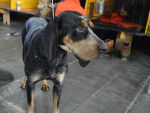 Photo Bluetick Coonhound