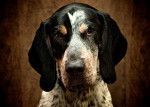 Photo Bluetick Coonhound