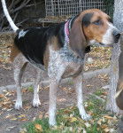 Photo Bluetick Coonhound