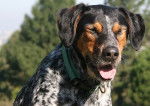 Photo Bluetick Coonhound