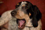 Photo Bluetick Coonhound