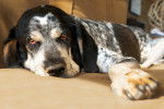 Photo Bluetick Coonhound