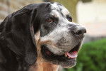 Photo Bluetick Coonhound