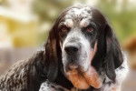 Photo Bluetick Coonhound