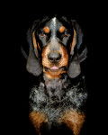 Photo Bluetick Coonhound
